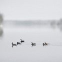 bt-013  Geese on Calabogie Lake