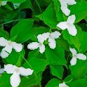 bt-019  Trilliums in our back yard