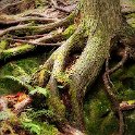 bt-036  Cool looking tree roots in Algonquin Park