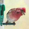 bt-041  A purple finch by our kitchen window