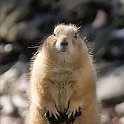 2007-04-08 Groundhog