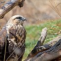 2007-04-08 Hawk