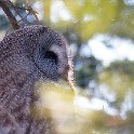 2007-04-08 Owl