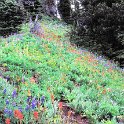 20040723 idaho lookout 001  Hiking up to Idaho lookout - lots of wild flowers.