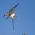 2007-07-04 Osprey  Ospreys are also called sea hawks - eat mostly fish, and build they nests on the shoreline.
